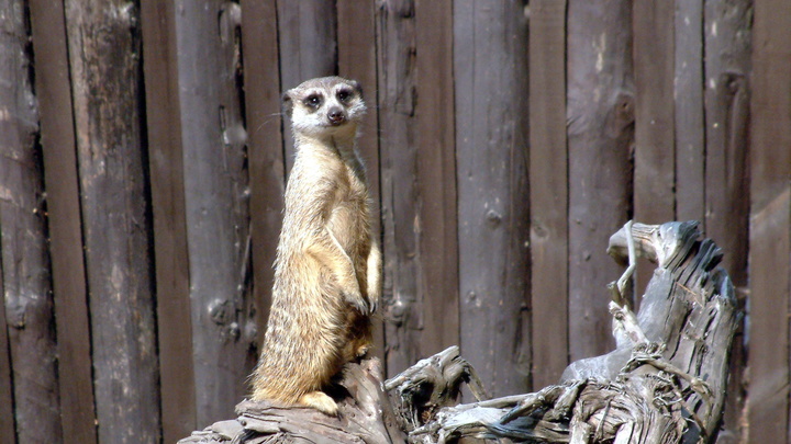 У сурикатов есть правила застолья. Только посмотрите на этих гурманов