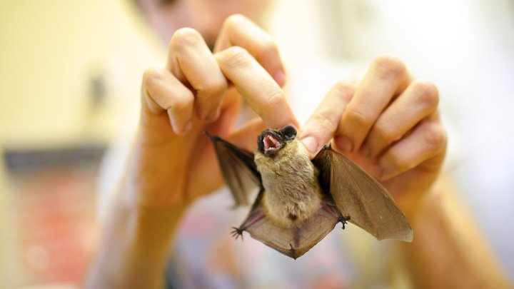 Не опаснее, чем другие: У живущих в России летучих мышей нашли коронавирус