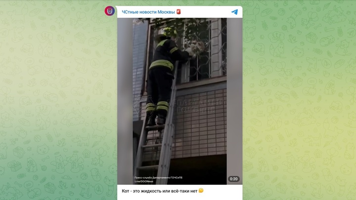 Застрявшего в оконной решётке упитанного кота спасли в Москве