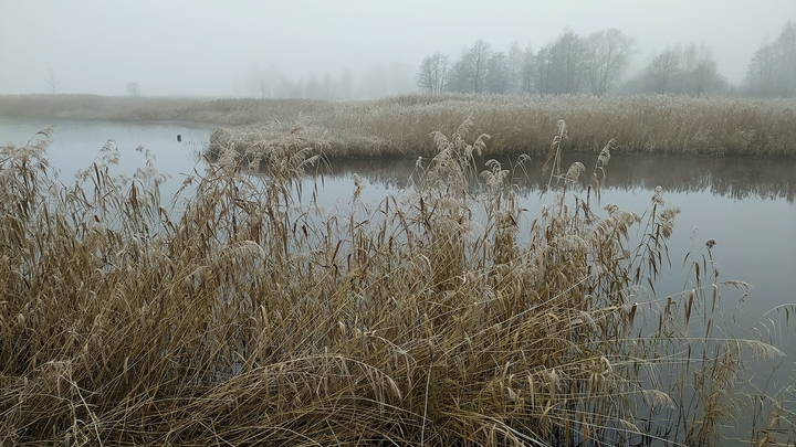 Погода в Ростове-на-Дону 27 ноября 2021: густой туман и дождь