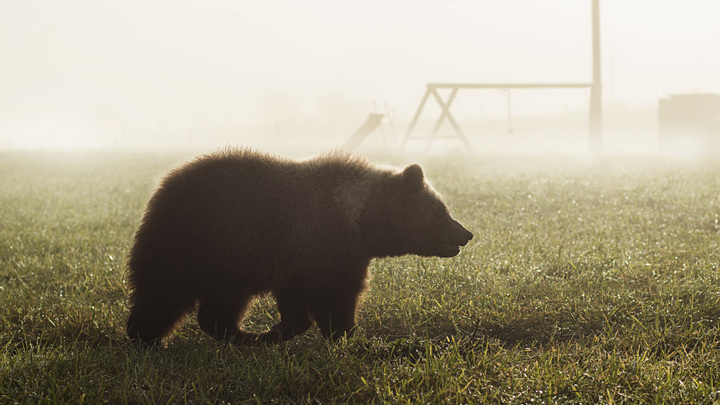 Очевидцы сняли на видео брошенных животных в зоопарке Мариуполя: Жаль до слёз
