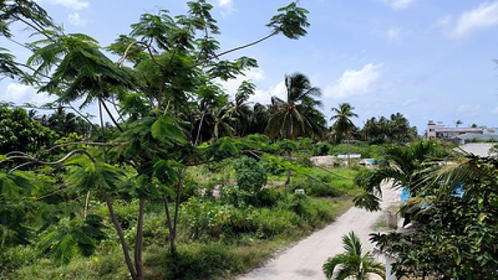 Туристы из России страдают от ядовитых жуков во Вьетнаме после тайфуна