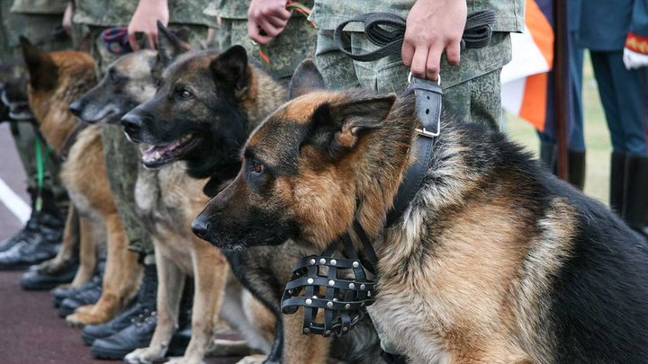 20 килограммов взрывчатки и взрыватели: Украинский тайник обнаружен в Херсонской области