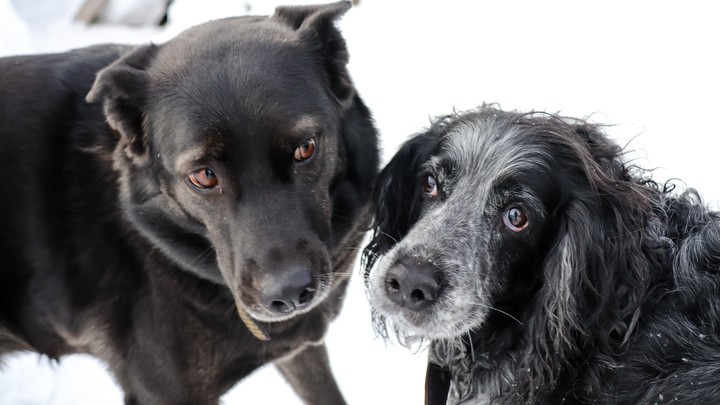 В Южной Корее в очередной раз собираются ввести запрет на собачатину