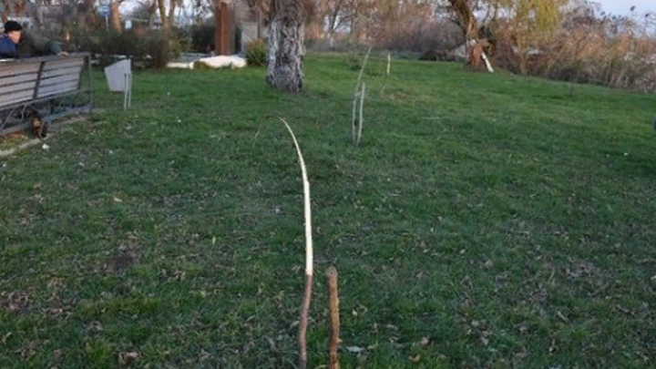 В Саду памяти Темрюкского района вандалы срубили 10 саженцев лип