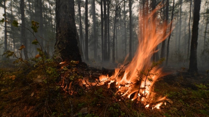 Появились кадры эвакуации детей из лагеря в Якутии из-за пожаров