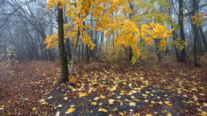 Сидячая могила и золото в носке: Стали известны подробности о закопанной по голову женщине