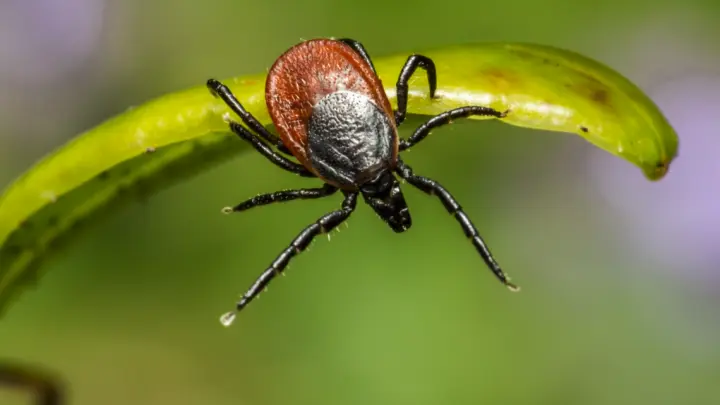 Сезон охоты открыт: в России зафиксирован первый укус клеща в 2026 году