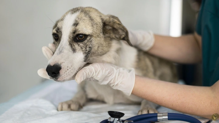 В Москве активизировались догхантеры: погиб хаски Симба