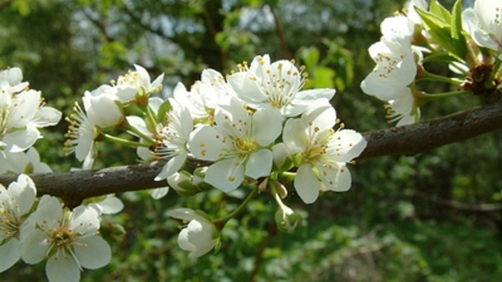 Как посадить кусты и деревья, не выкапывая лунки: Простая хитрость для садоводов