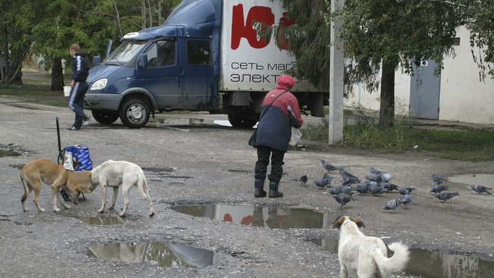 Прокуратура организовала проверку по факту массового нападения бродячих собак на жителей Краснодара