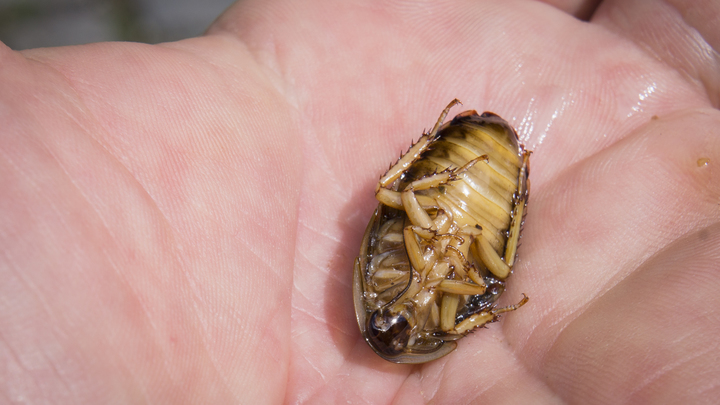 Столовую мэрии Нижнего Тагила оккупировали тараканы