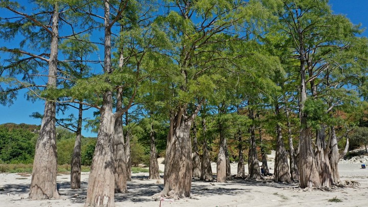 После нас хоть кипарисы не расти: В Сукко массовая стройка ставит под угрозу памятник природы