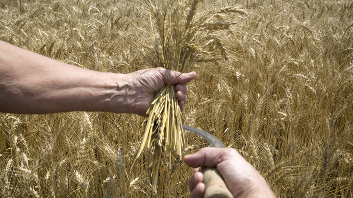 Россия будет сопровождать суда с зерном в Чёрном море, а Киев снова пойман на вранье