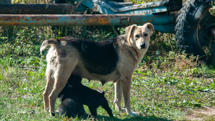 Стая из 20 собак держит в страхе жильцов краснодарского ЖК Лермонтово