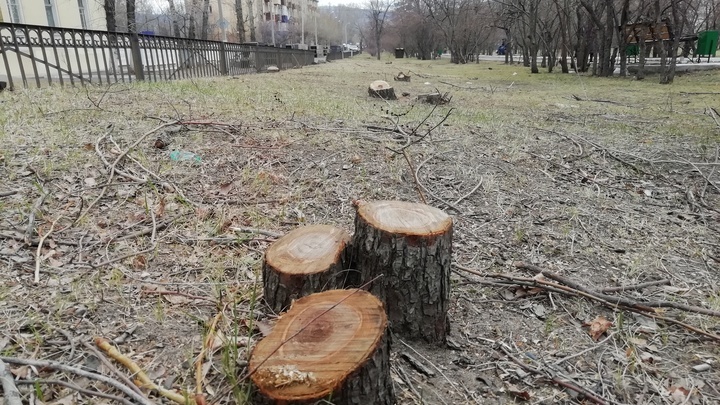 Рядом с читинским зоопарком вырубили деревья, растущие в ливневом коллекторе