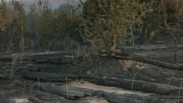 Власти Тольятти продолжают отрицать возможность застройки городского леса