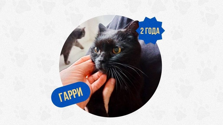 Чёрный кот Гарри нашел семью на матче Крылья Советов – Сочи