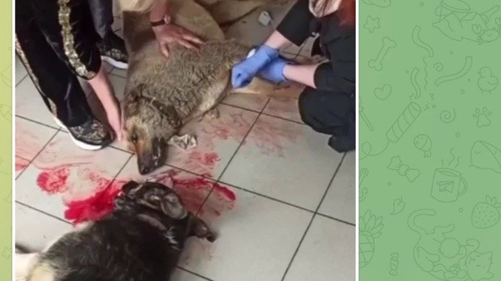 В Сочи полиция разыскивает догхантеров, отравивших дворняг