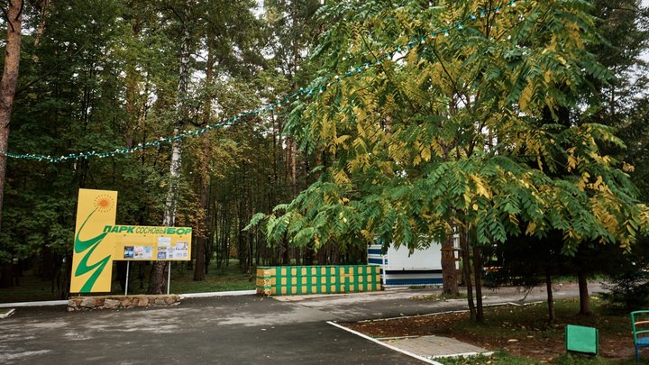 Более ста гектаров Соснового бора благоустроят в Новосибирске