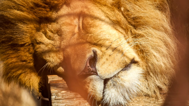 Радуется: стала известна судьба льва, чуть не убившего директора сафари-парка Тайган