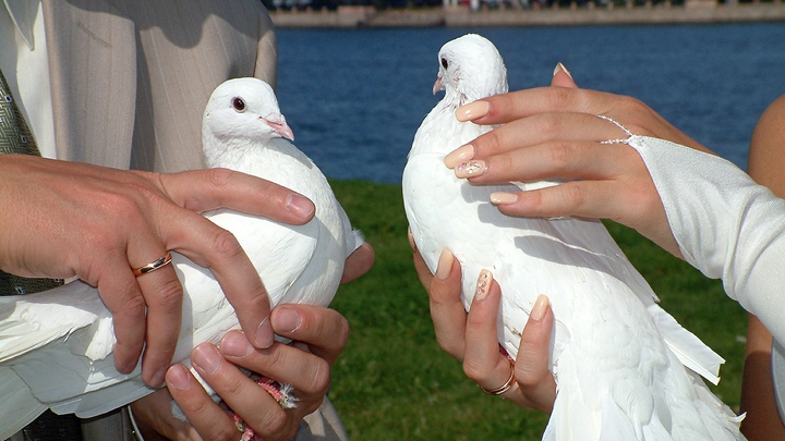 Кто придумал главную фразу фильма Любовь и голуби: Гурченко любезно поделилась