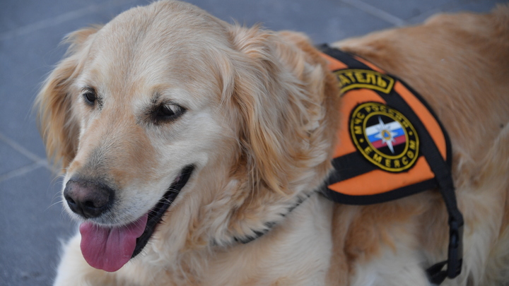 Информация о минированиях в Мелитополе оказалась ложной