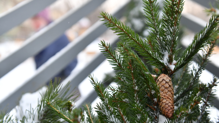 В Москве открываются ёлочные базары: Где и за сколько купить хвойную красавицу
