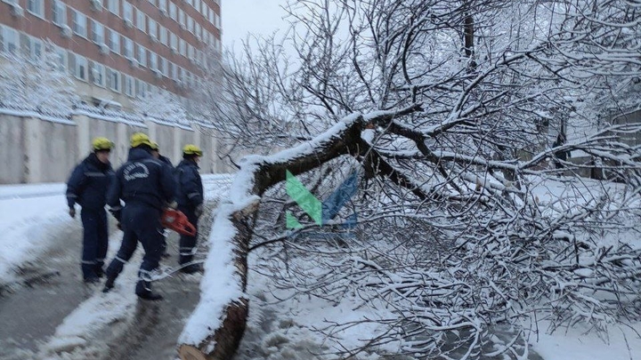 Поваленные деревья, коммунальные аварии и очередь в Японский сад: как Краснодар встретил снегопад
