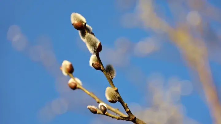 Закопать, сжечь самому или отнести в храм: что делать с веточками вербы после Вербного воскресенья