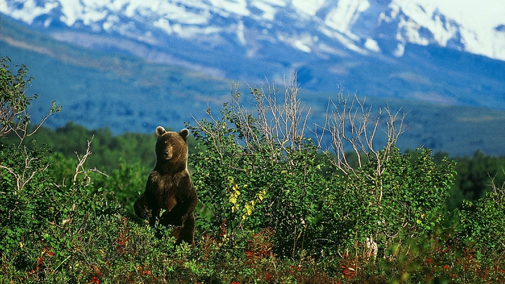 Новый курорт за 35 млрд рублей создадут на землях, выделенных из состава Кавказского заповедника