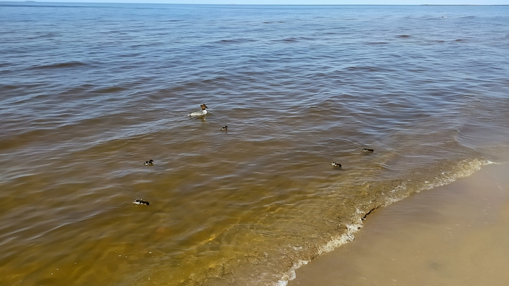В Ростовской области детей унесло в открытое море