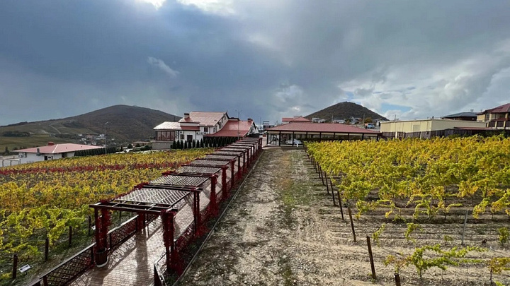 В Национальный винный маршрут Кубани вошли 20 виноделен