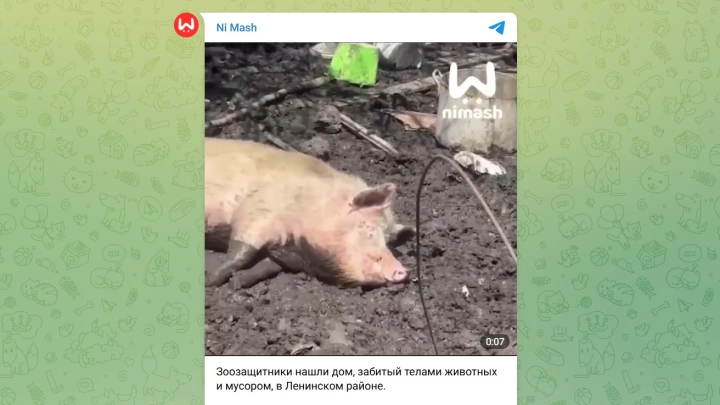 В Подмосковье нашли заполненный телами животных и мусором дом