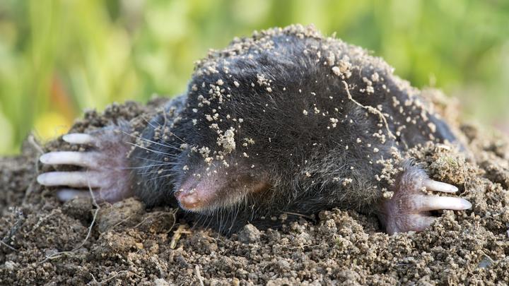 Роспотребнадзор предупредил об опасности употребления зловещей кротовухи