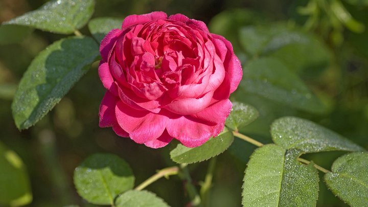 Как вырастить ароматную розу из увядшего букета: Секретный способ с кусочком алоэ