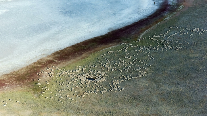 В Калмыкии весь берег Аршань-Зельмень усыпан мёртвой рыбой: Запах нереальный, просто ужасный