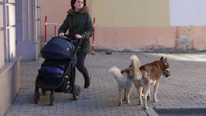 Нижегородские власти предлагают запретить самовыгул животных
