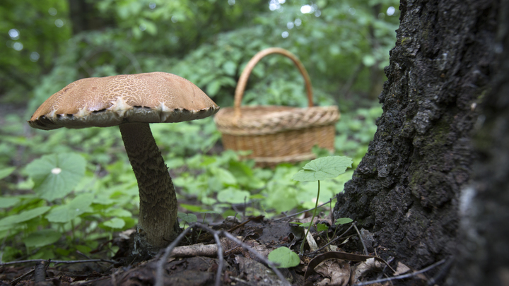 Новосибирцы бросились за грибами в леса региона и похвастались урожаем