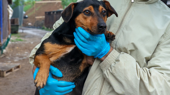На ушах собак ученые нашли смертельно опасный для людей грибок