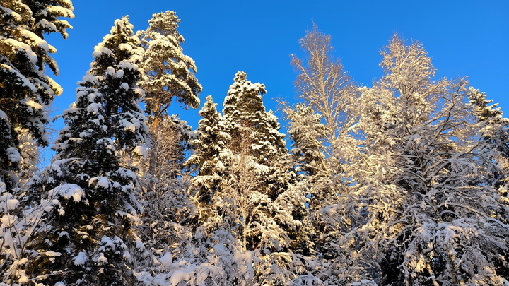 Аномальные морозы ждут сразу несколько регионов России: Кто окажется в очаге холода?
