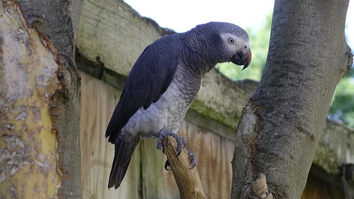 Mirror: Как домашний попугай сдал полицейским хозяйку, убившую мужа?