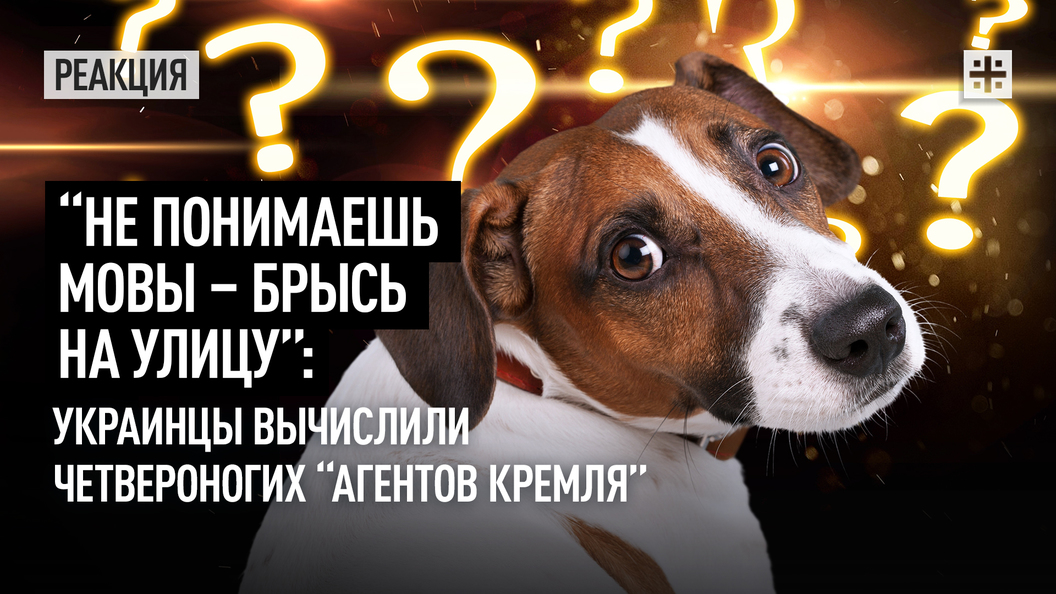 Не понимаешь мовы - брысь на улицу: Украинцы вычислили четвероногих агентов Кремля