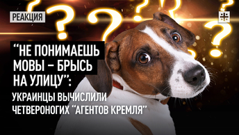 “Не понимаешь мовы – брысь на улицу”: Украинцы вычислили четвероногих “агентов Кремля”