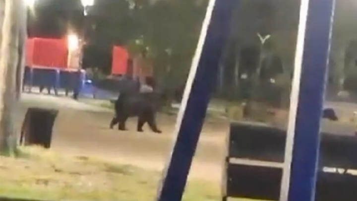 В Приморье медведь вышел на детскую площадку около центра