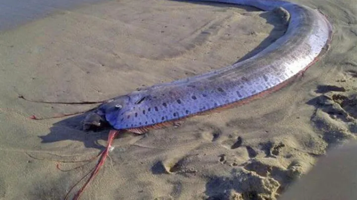 The Guardian: житель Тасмании нашел 3-метровую «Рыбу Судного дня»