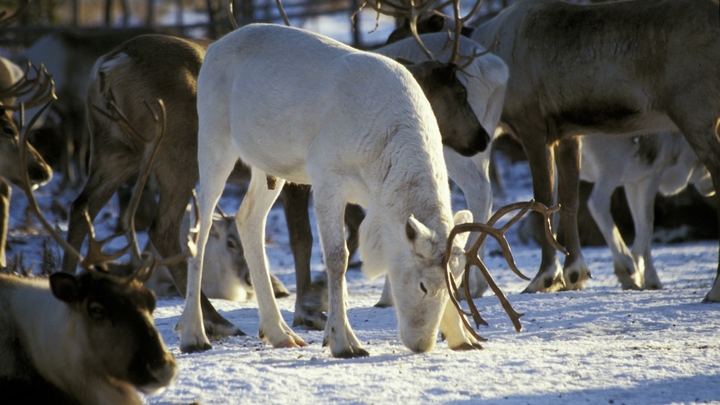 Певица Пелагея поможет WWF в сохранении северных оленей