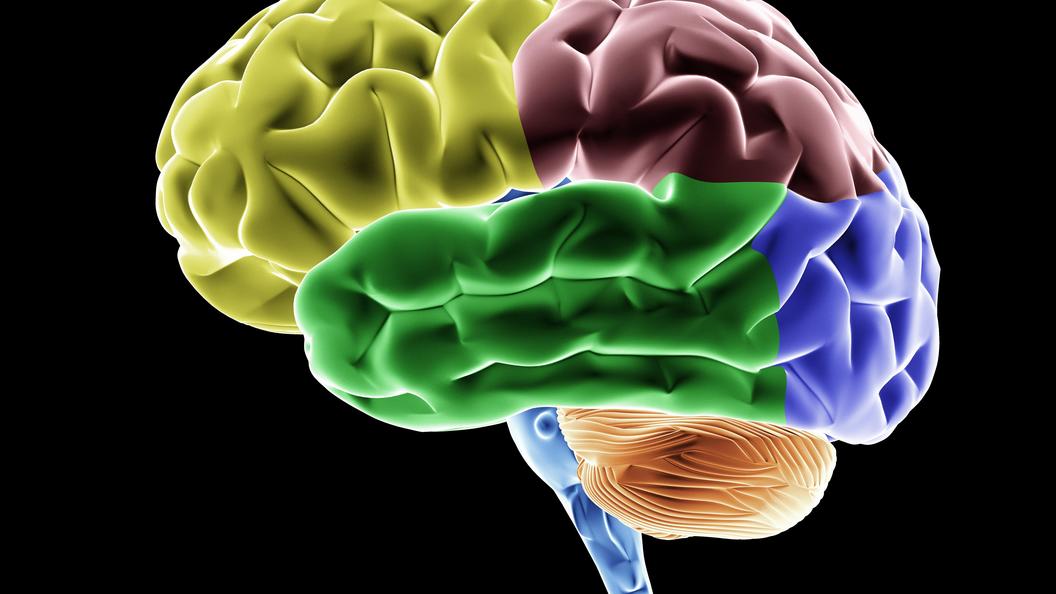 The brain 7. The brain 7