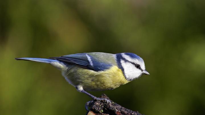 Москвичей позвали посмотреть на птиц: В Щукинском парке и Всехсвятской роще появились павильоны