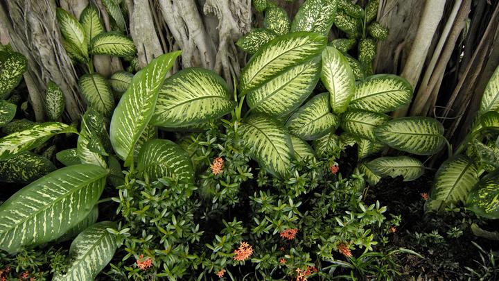 Ботанический ад: Топ-3 убивающих комнатных растений от Елены Малышевой